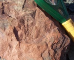 Calamostachys