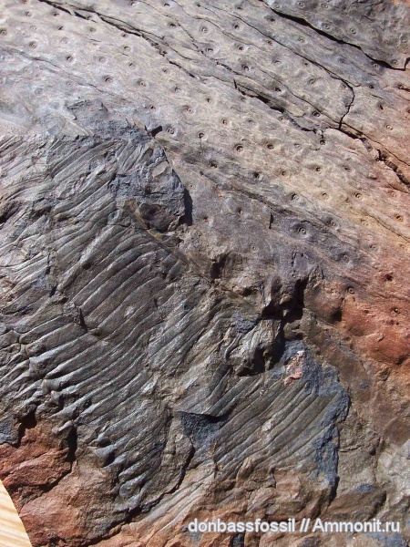 stigmaria, Calamites