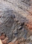 Calamites+Stigmaria