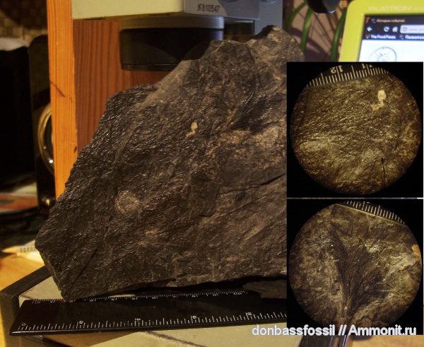 каламиты, Calamites