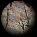 Neuropteris