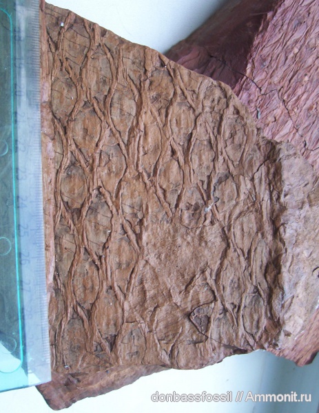 Synchysidendron