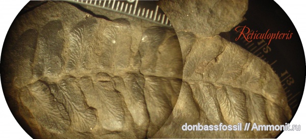 Reticulopteris