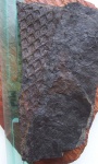 Lepidodendron mannebachense