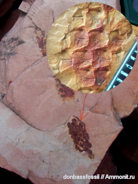 лепидодендрон, Lepidodendron, Lepidodendron mannebachense