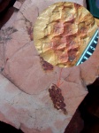 Lepidodendron mannebachense