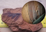 Neuropteris+Microconchids