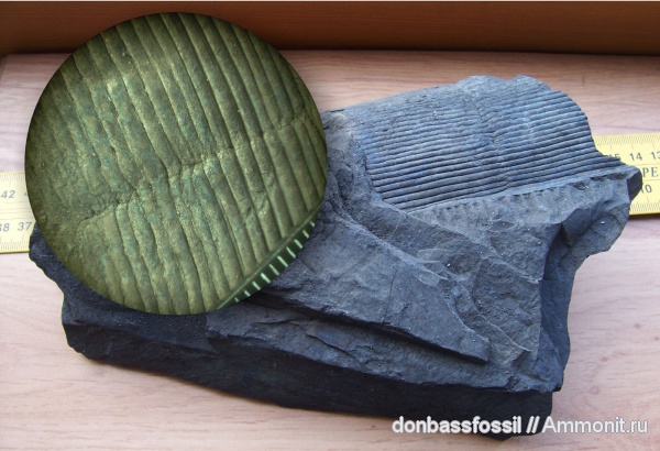 каламиты, Calamites