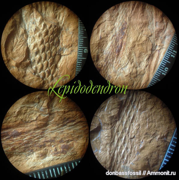 лепидодендрон, Lepidodendron