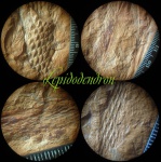 Lepidodendron