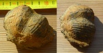 Двустворчатые моллюски, брахиоподы, кораллы (Bivalves, Brachiopods, Corals)