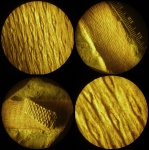 Lepidodendropsis micro