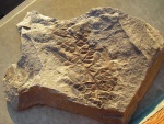 Neuropteris, сложный лист