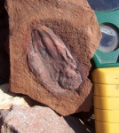 Aulacotheca hemingwayi