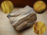 Древесина Glossopteris