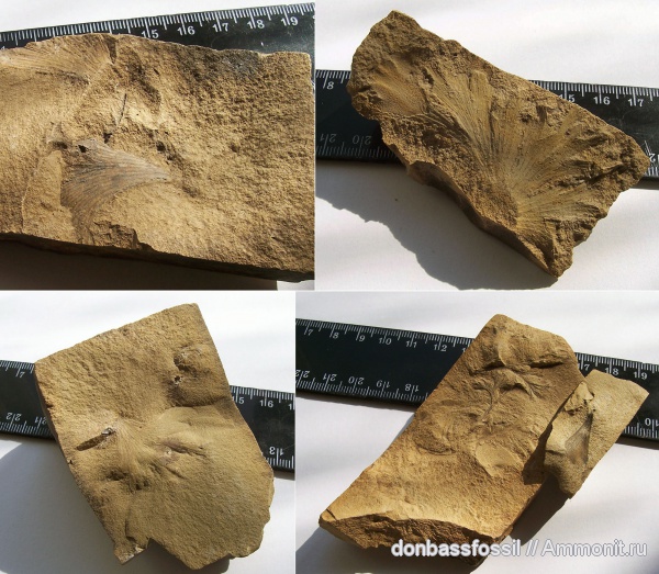 Archaeopteris