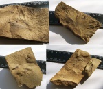Листья Archaeopteris