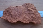Лист Neuropteris с Microconchids