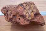 Фрагмент коры Lepidodendron