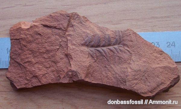 Alethopteris