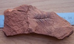 Alethopteris