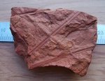 Lepidophyllum