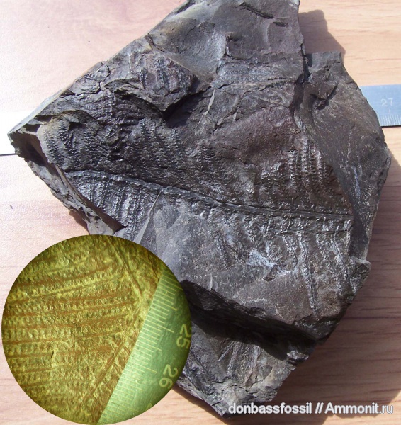Alloiopteris erosa