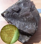 Alloiopteris erosa