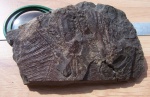 Alloiopteris erosa