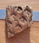 Lepidodendron aculeatum