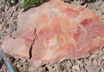 Листья Neuropteris