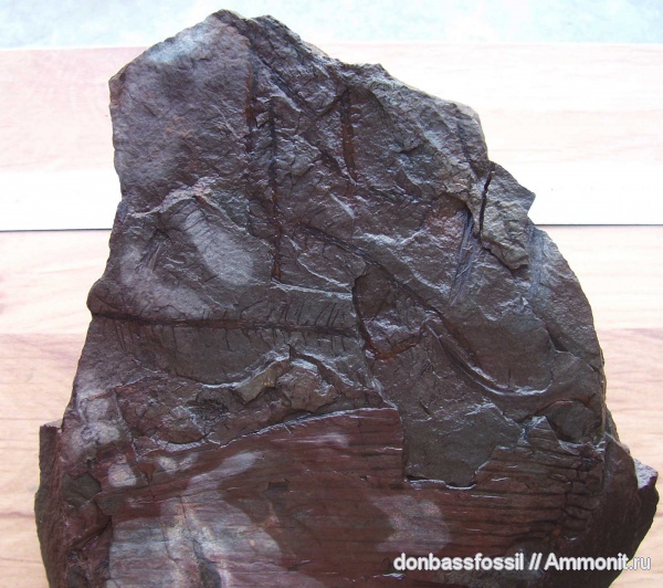 каламиты, Calamites