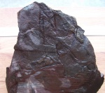 Корни каламита