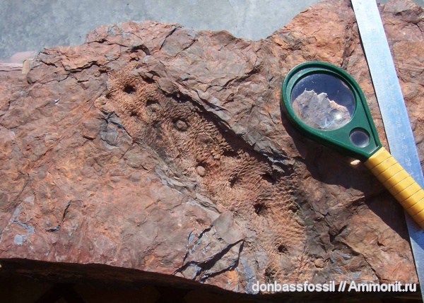 halonia tortuosa