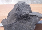 Alethopteris lonchitica