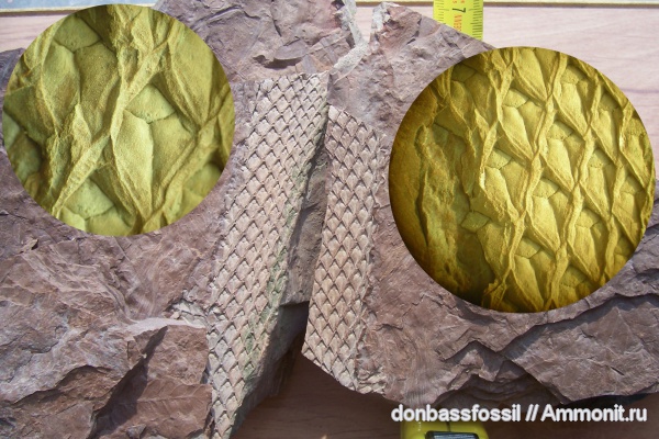 Lepidodendron dichotomum