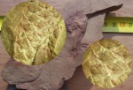Lepidodendron mannebachense