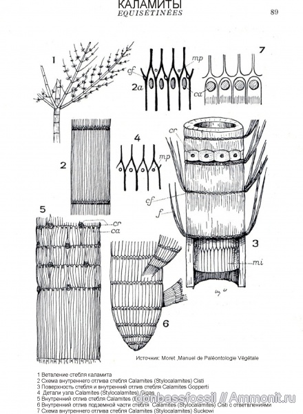 каламиты, Calamites