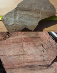 Calamites cruciatus