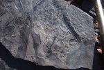 Calamites, стебли и листья