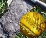 Папоротник Renaultia (Sphenopteris)