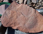 Asterophyllites