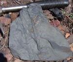 Asterophyllites 2