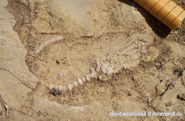 Crinoidea