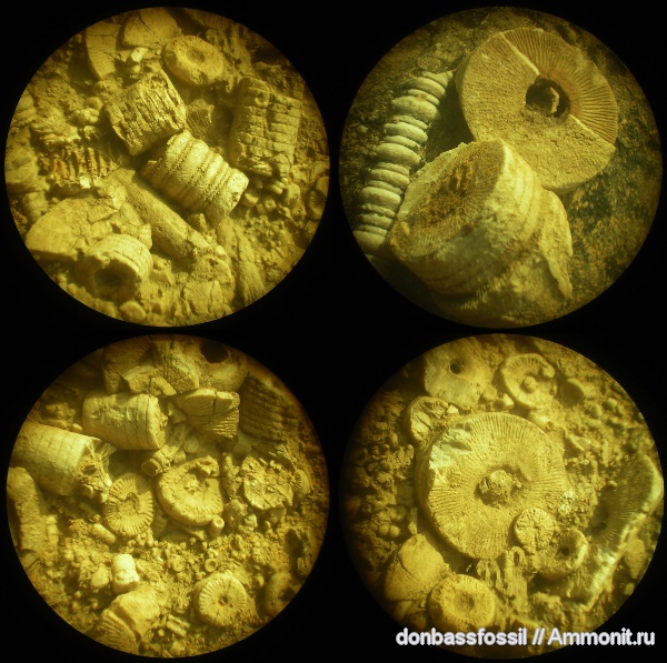 Crinoidea