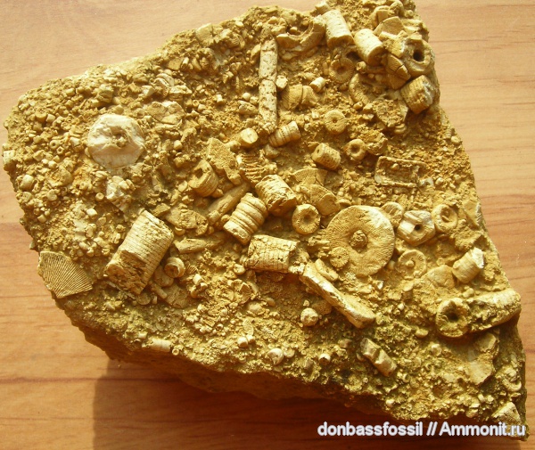 Crinoidea