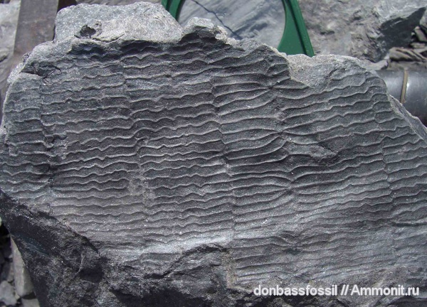 Calamites