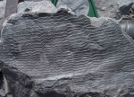 Calamites undulatus