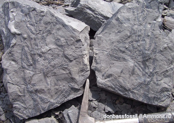 Calamostachys, Calamites