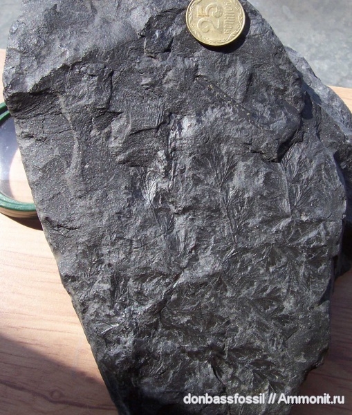 Palmatopteris furcata